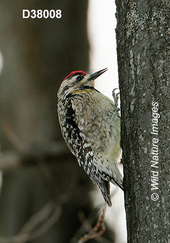 Yellow-bellied Sapsucker (Sphyrapicus varius)